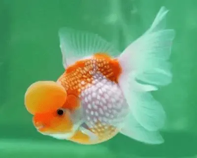 Cá ping pong