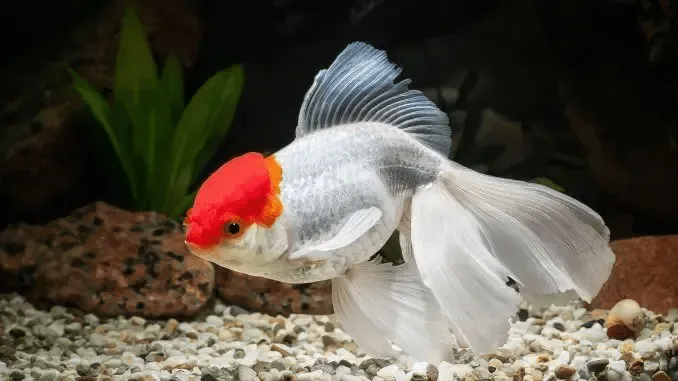Cá oranda