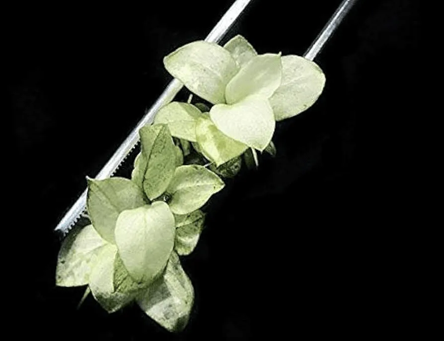 Cây thủy sinh cần CO2