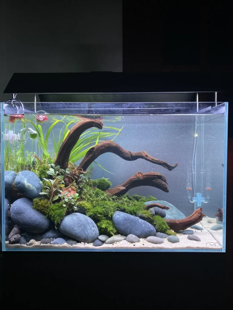 setup bể thủy sinh phong cách đá cuội