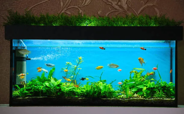 Cách thay nước và chăm sóc cho bể thủy sinh mới setup