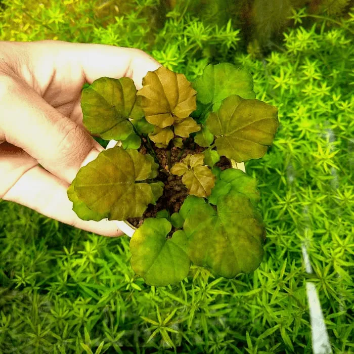 Rau má nhật