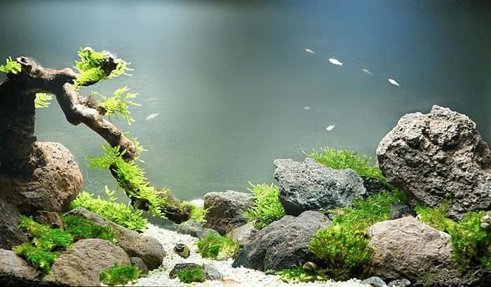 Cách dán đá thủy sinh