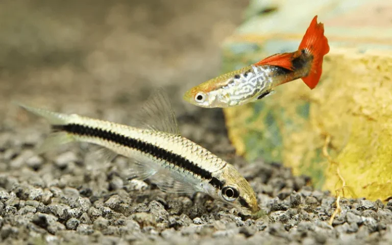 Cá bút chì nuôi chung với cá gì