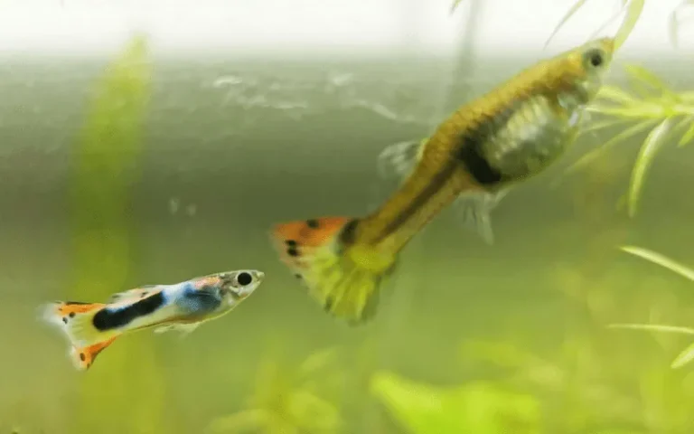 Cá bảy màu cắn nhau