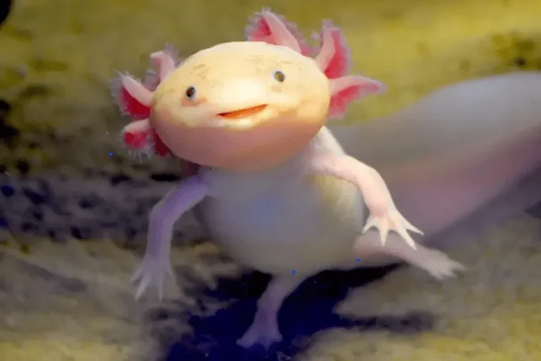cách chăm sóc Axolotl
