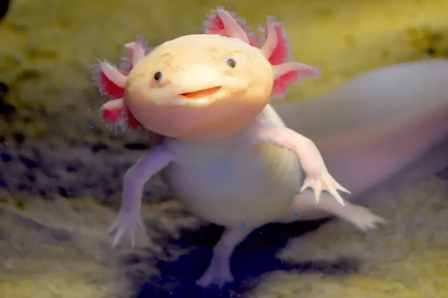 cách chăm sóc Axolotl