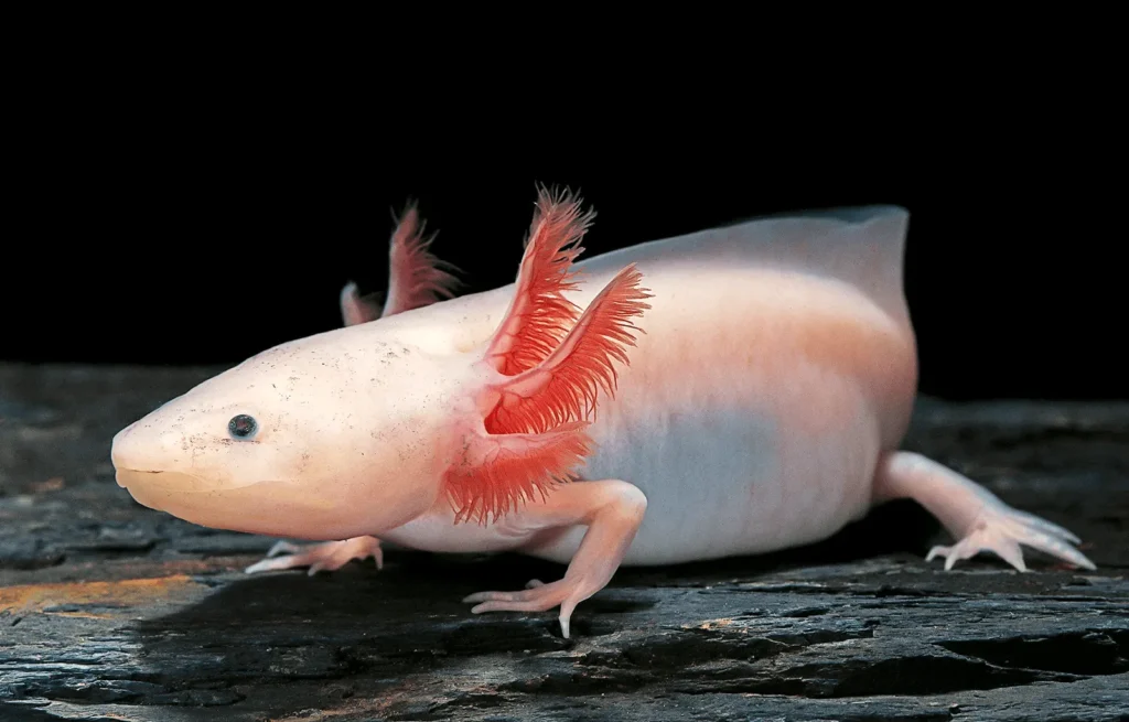 cách chăm sóc Axolotl