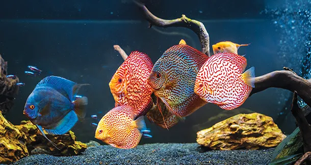 Cá dĩa cắn nhau