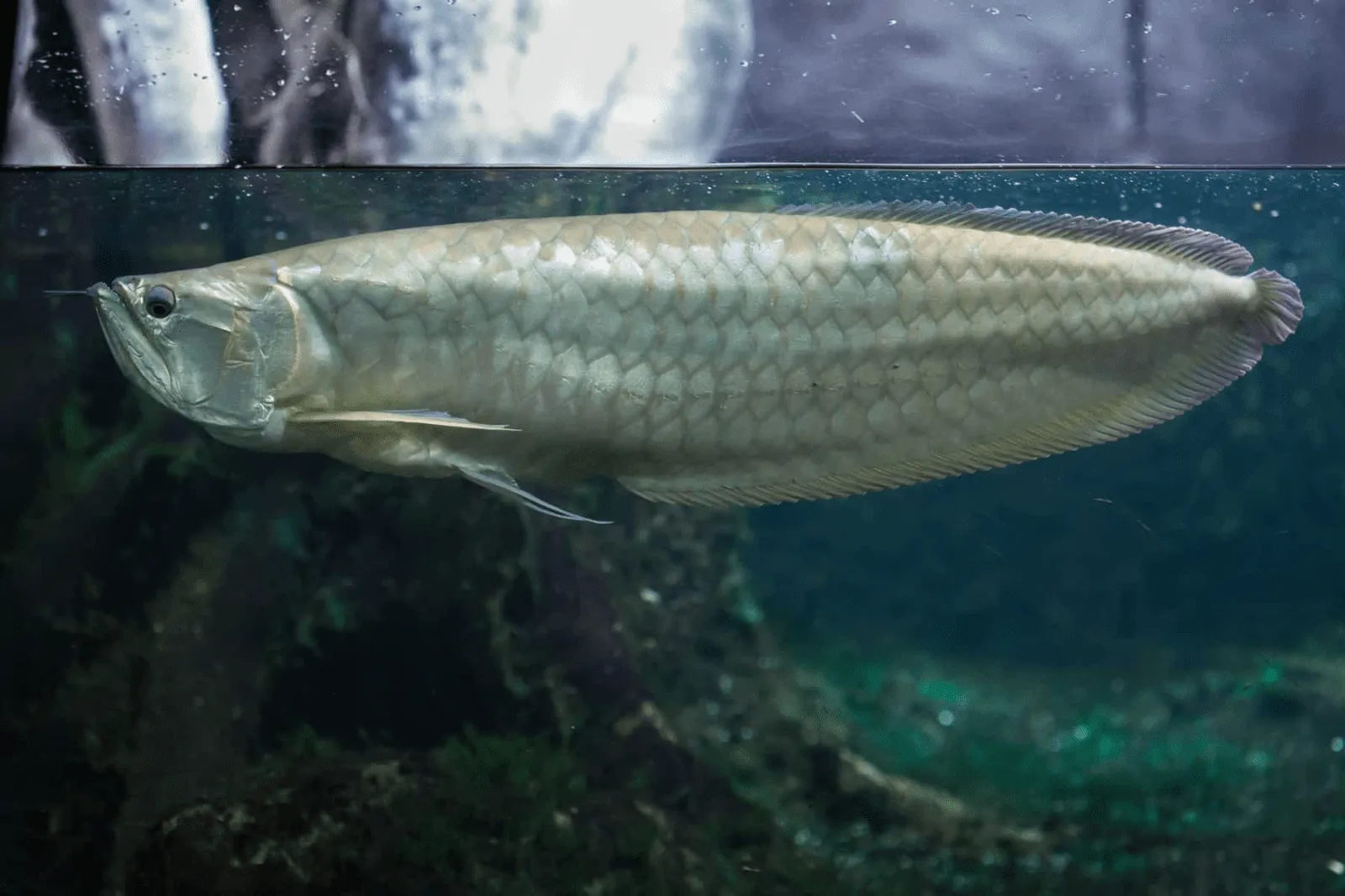 Cá ngân long
