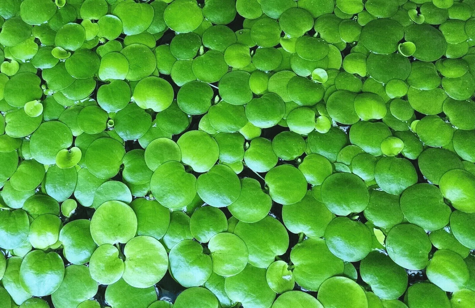 Bèo nhật