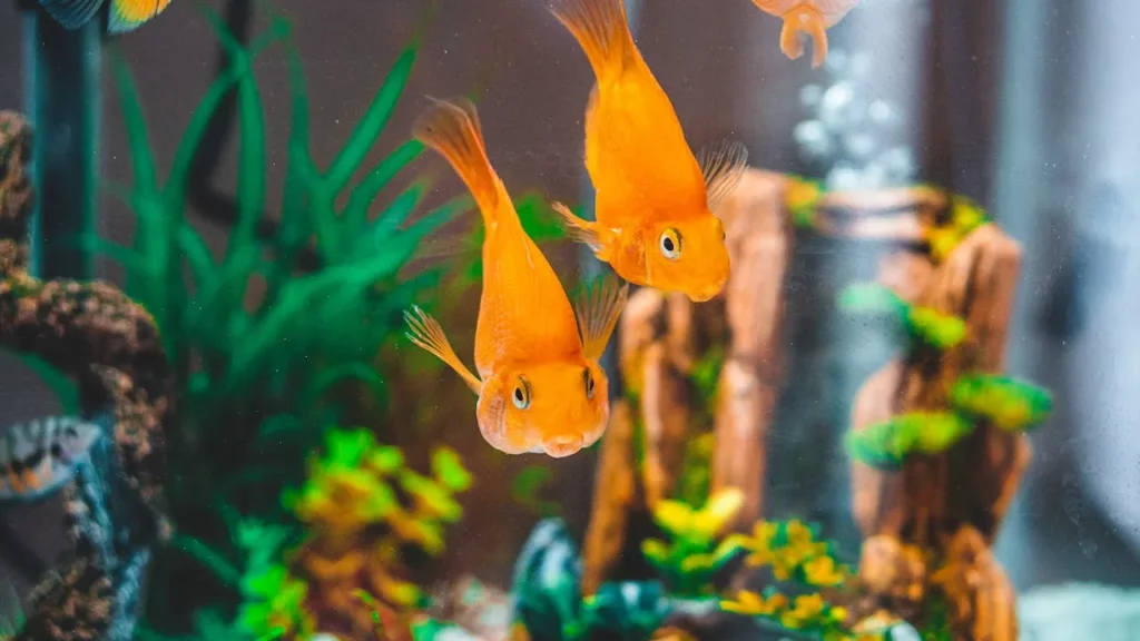 Lầm tưởng khi nuôi cá