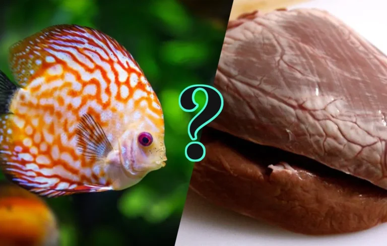 Cá cảnh có ăn thịt không?