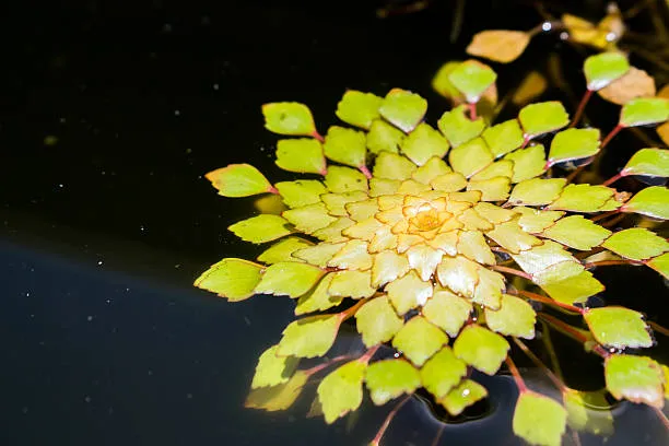Ấu thái thủy sinh