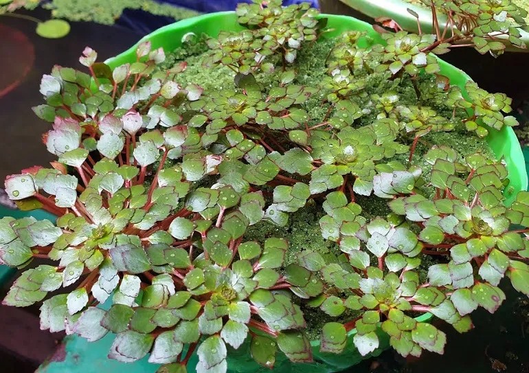 Ấu thái thủy sinh