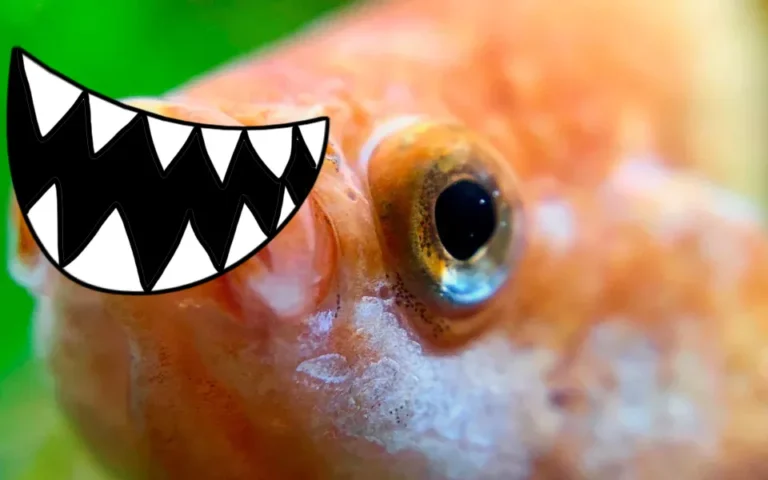 Cá cảnh có răng không