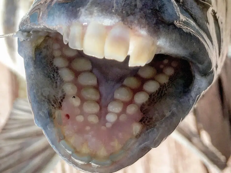 Cá cảnh có răng không