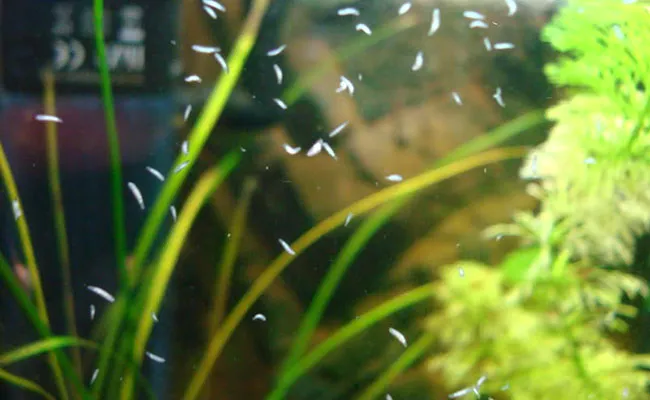 Sán trong bể thủy sinh