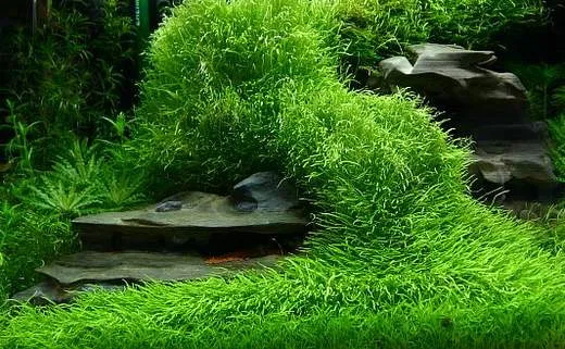 Cỏ giấy