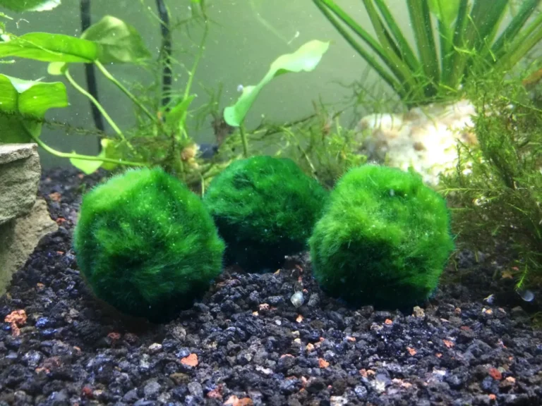 tảo cầu marimo