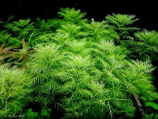 Xương cá thủy sinh