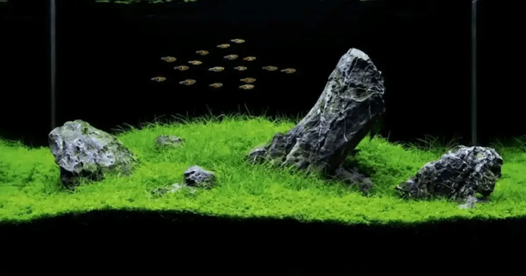 Setup iwagumi
