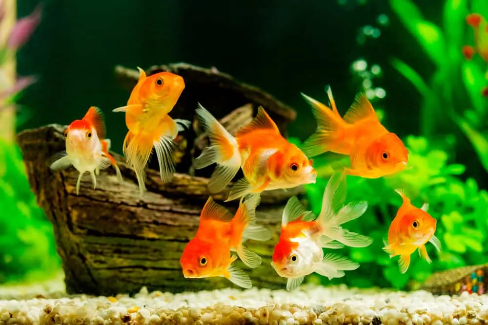 Bạn hẳn đã thấy cá vàng được rao bán trên mạng hay ở cửa hàng với kích thước nhỏ nhỏ xinh xinh đúng không?  Đó chính là cá vàng chưa trưởng thành, chúng sẽ có kích thước nhỏ và giá thành thấp hơn nhiều so với các loại cá vàng lớn. 