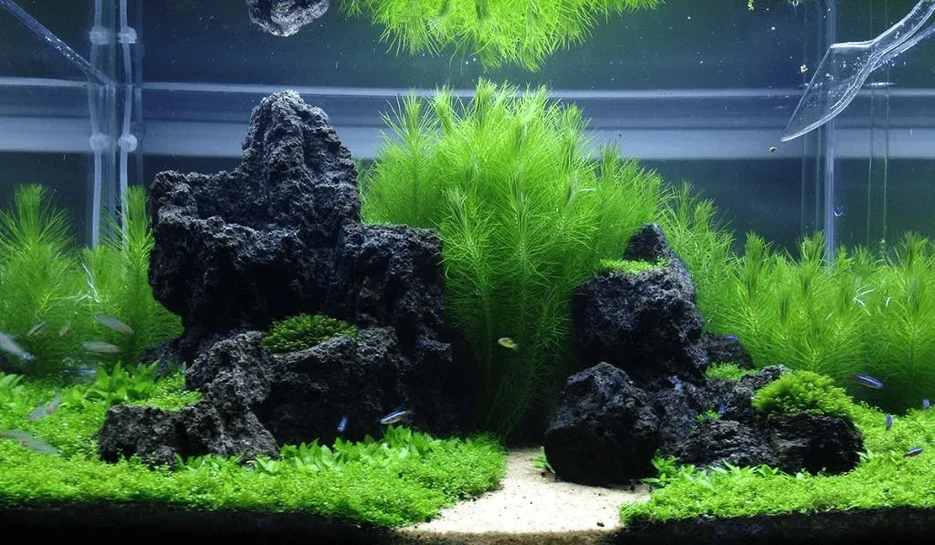 đá nham thạch thủy sinh