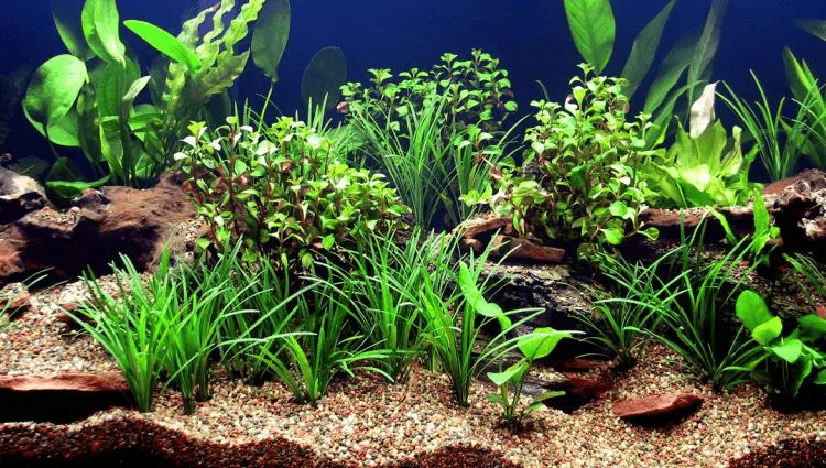 Về quá trình quang hợp của cây thủy sinh